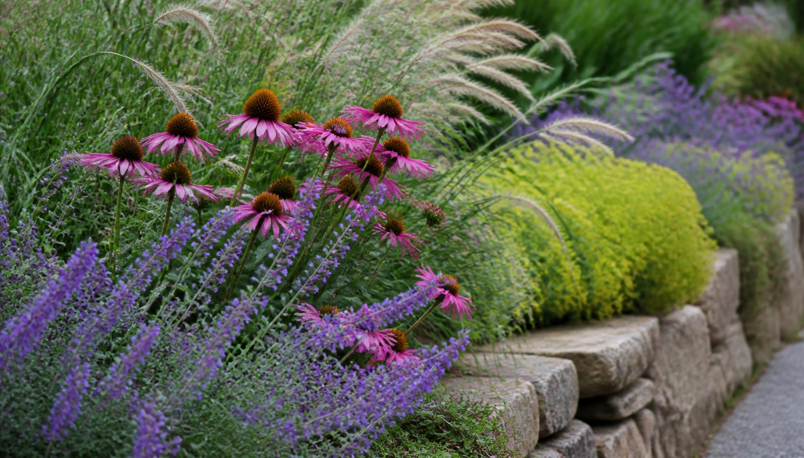 Flowering perennial border with ornamental grasses along a stone garden edge