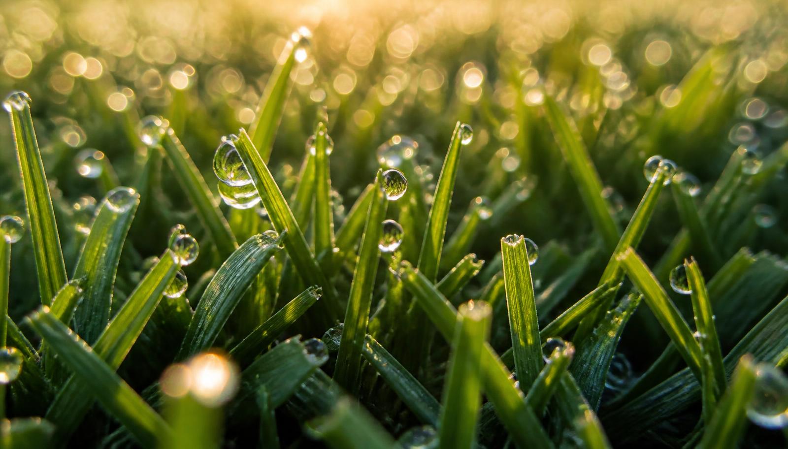 Close-up of dew-covered blades of thick healthy turf grass at sunrise
