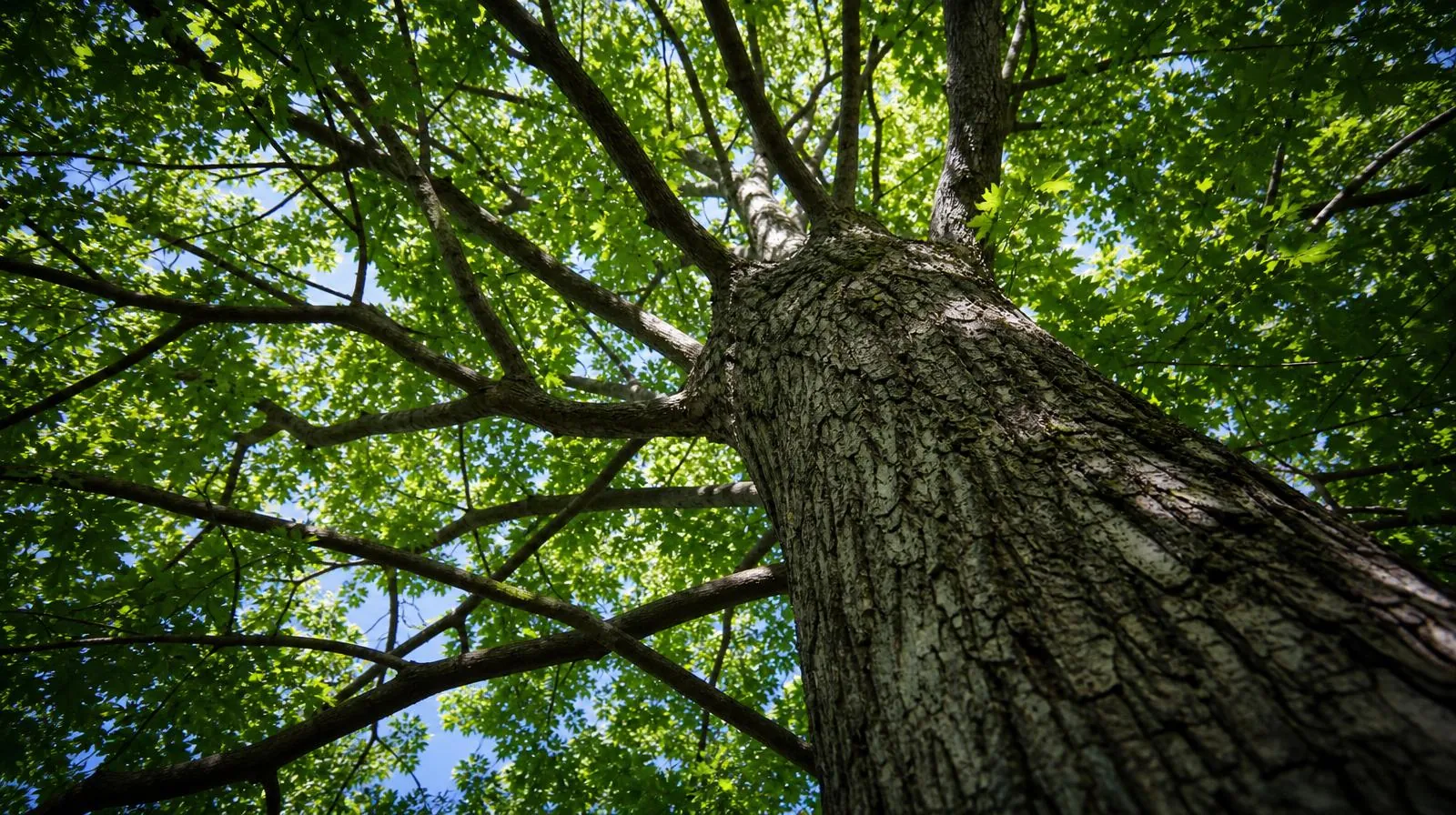 Tree Services & Arborists — real project photography for Arbor